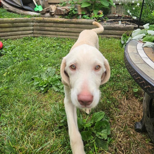 Basilisk *adoption pending* media 2