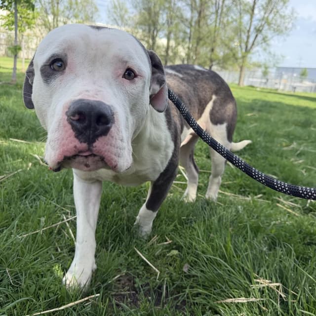 Lunk ~ FOSTER OR ADOPT! media 6