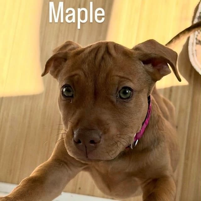 MAPLE media 4