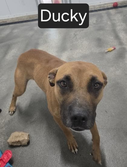 92900a Ducky - Adoption Ambassador media 2