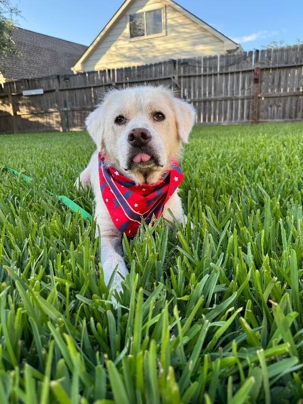 Junior Bear the Tongue Out Sweetheart media 2