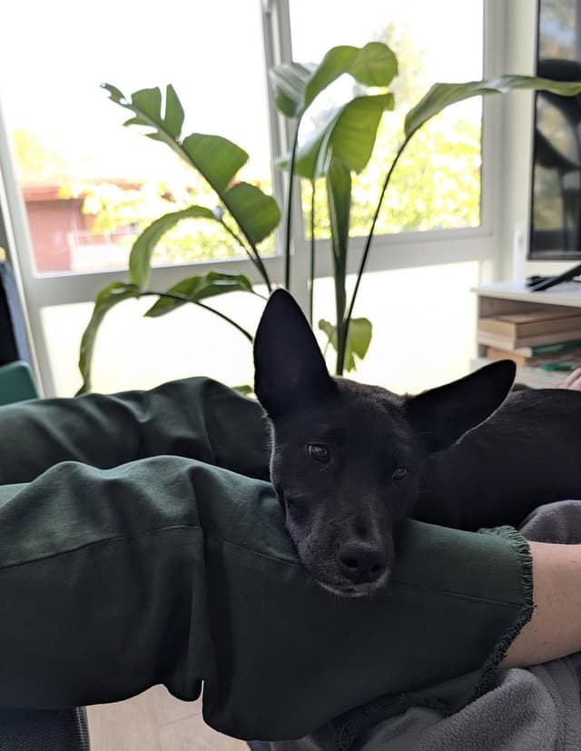 Fern - Adoption Pending media 3