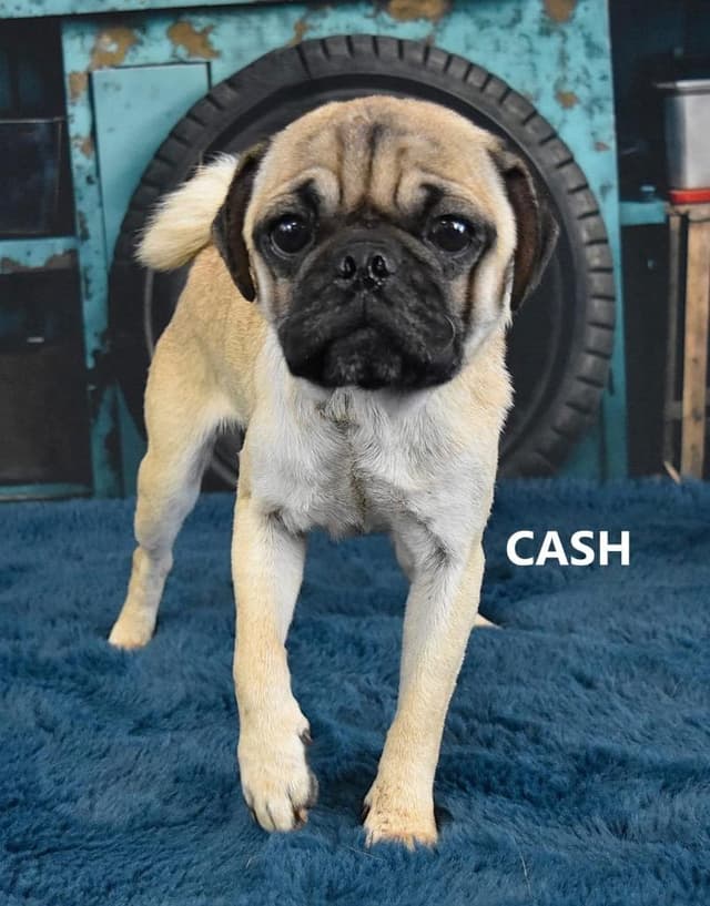 Cash media 3