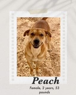 Peach media 2