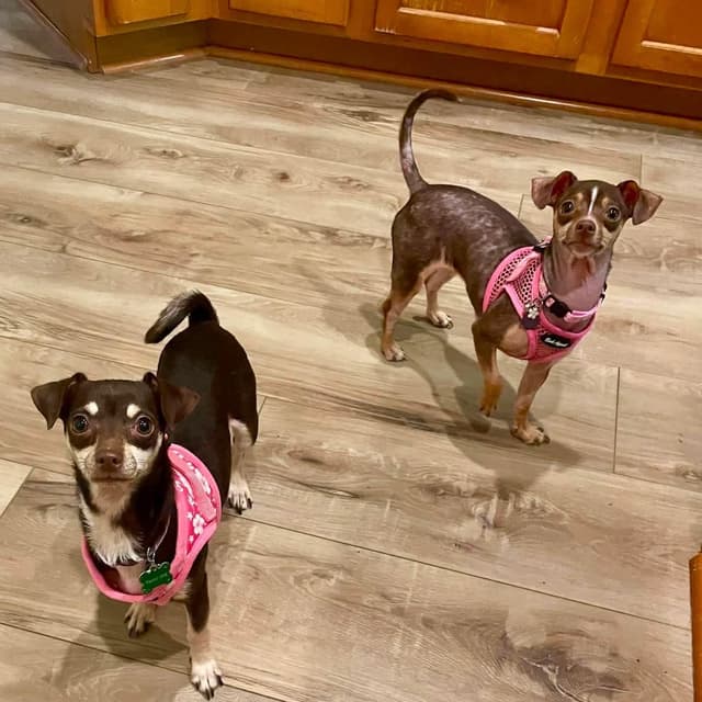 Aspen & Celeste (BONDED PAIR) media 6