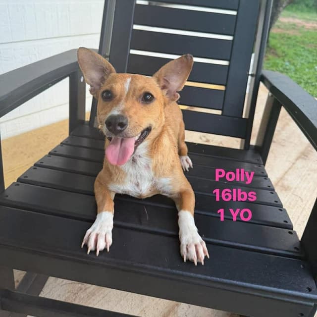 puppies- urgent fosters needed media 3