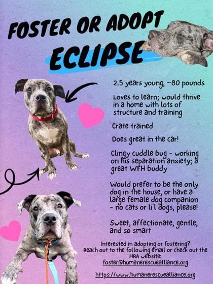 Eclipse media 2