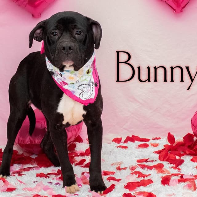 Bunny media 3