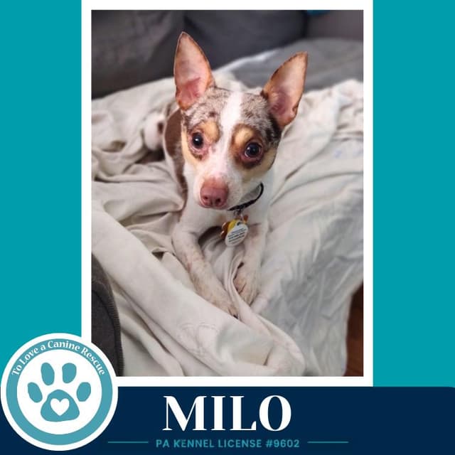 Milo (speckled chis) 060626 media 5