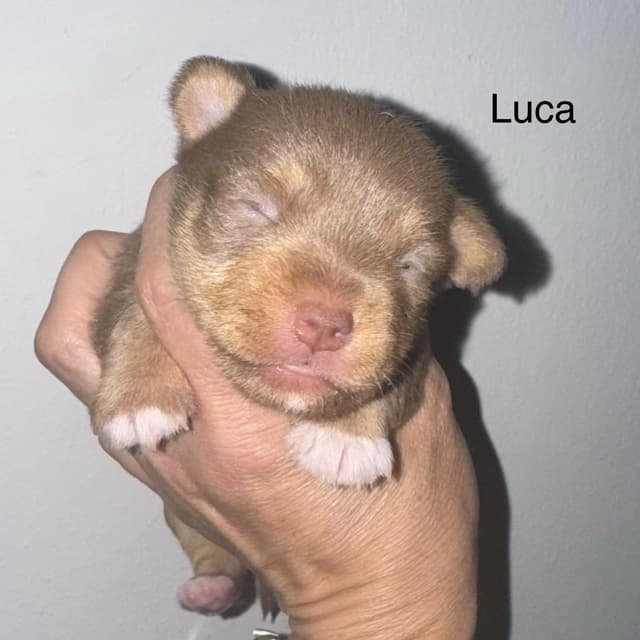 Luca media 3