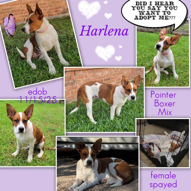 Harlena BR14303-T media 2