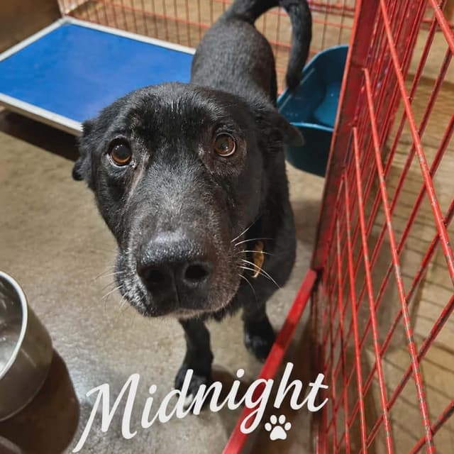 Midnight media 2