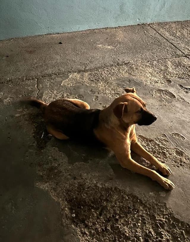 Muñeca (18) media 2