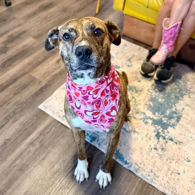 Marley Mae the Brindle Belle Beauty media 5