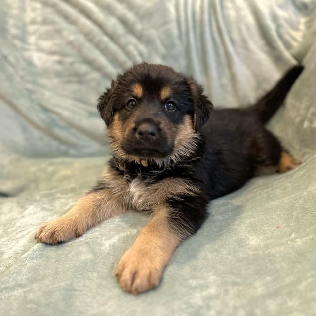 Cammie pup- Robbie media 2