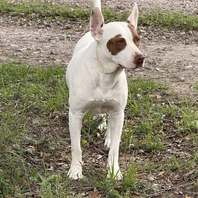 Kaylynn - 150 adoption fee media 4