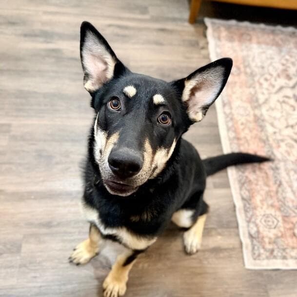 Lentil Lou The Loving Little Shepherd media 4