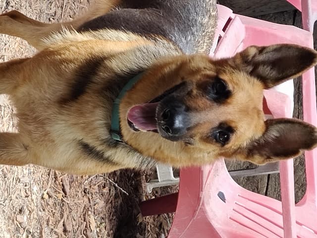 Princess ( cat friendly small dog friendly ) media 3