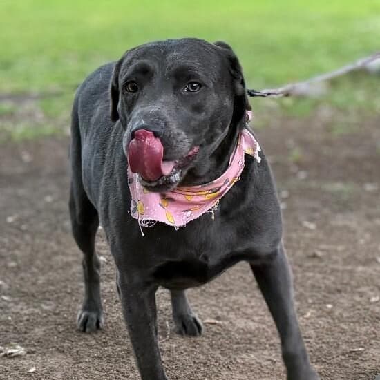 Lola the Ball Playing Princess media 2