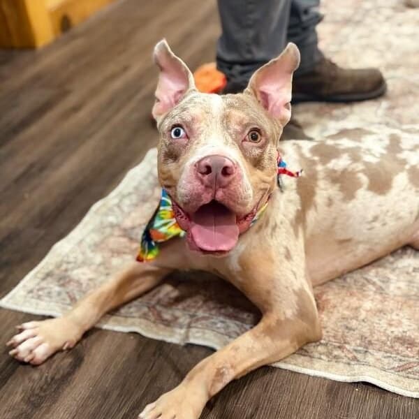 Merle Dawson the Sweetest Boy in Town media 4