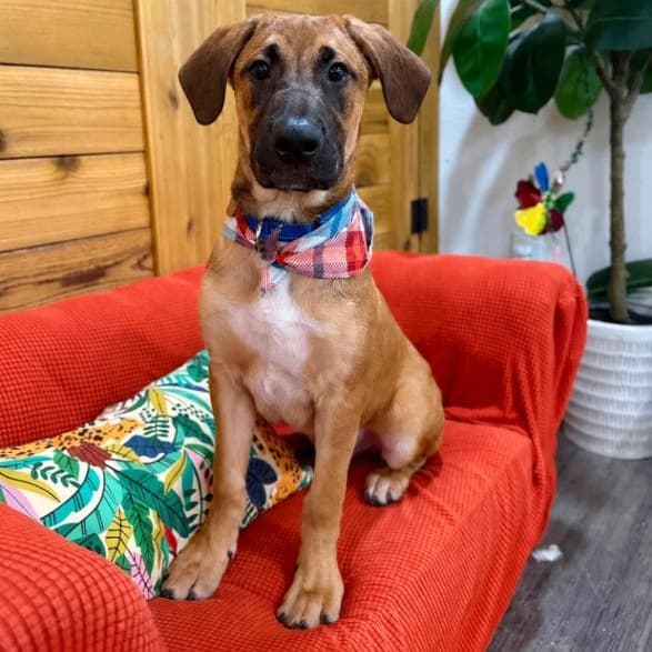 Atlas Moose the Floppy Eared Goober media 4