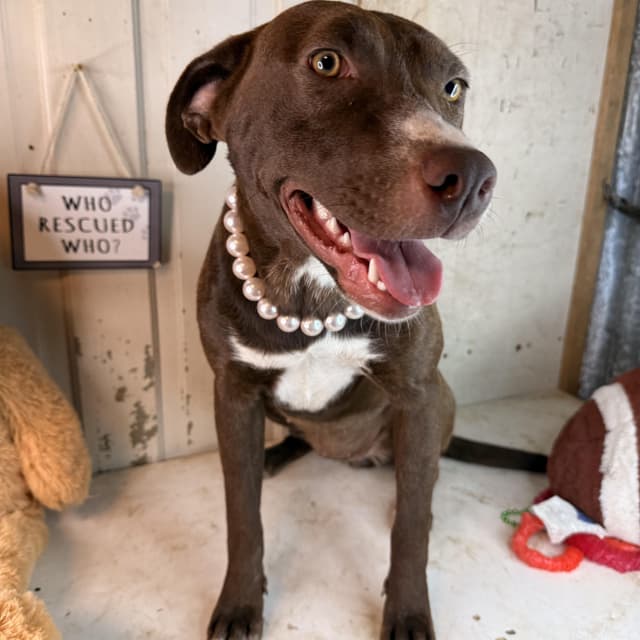 Jewel - 100 adoption fee media 3