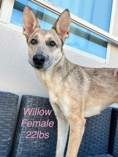 Willow media 2