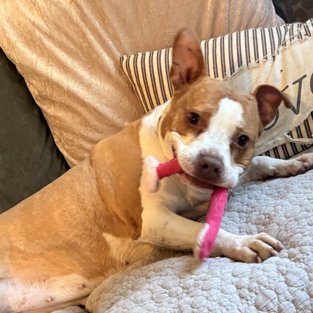 Gilmore - Adoption Fee SPONSORED! media 5