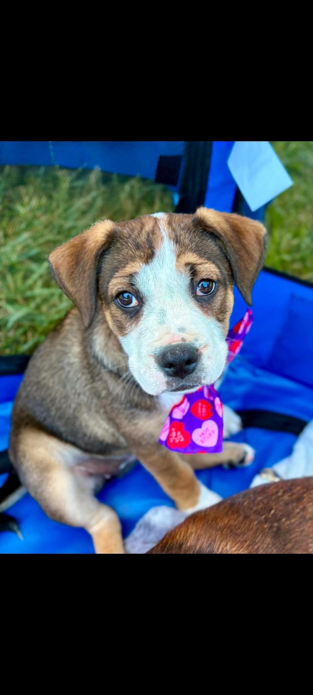Bailey (Mauve Baby 5) media 4