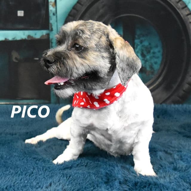 Pico/Lola media 2