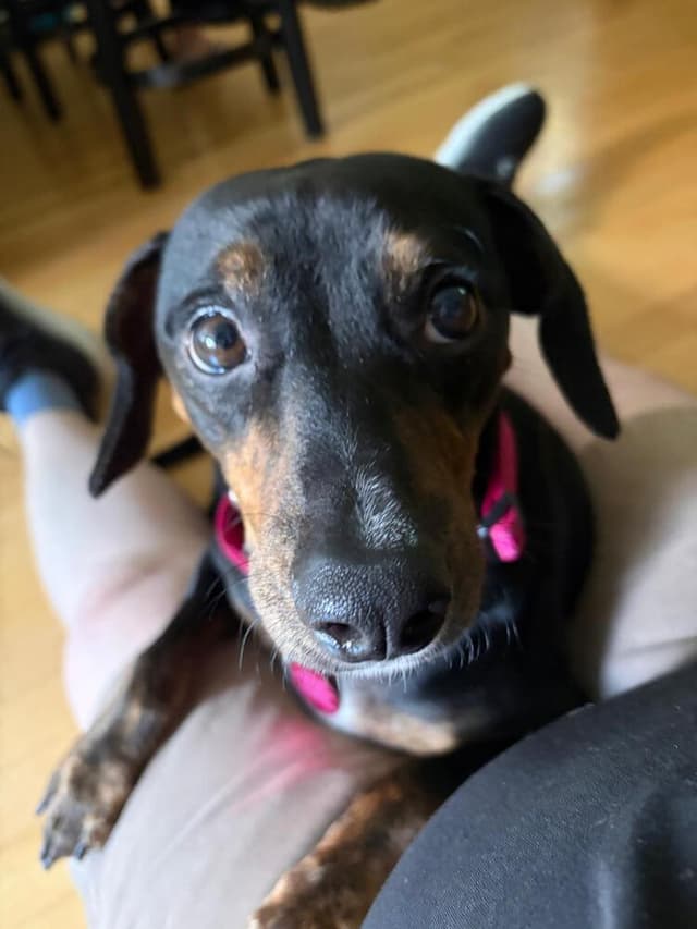 Piper (LOCALLY FOSTERED) media 4