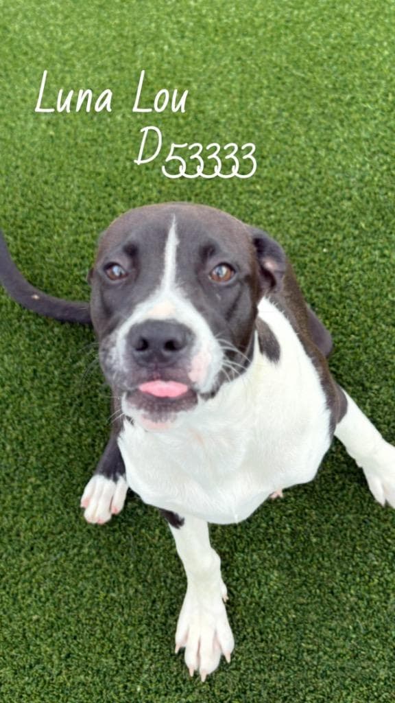 Luna Lou media 2