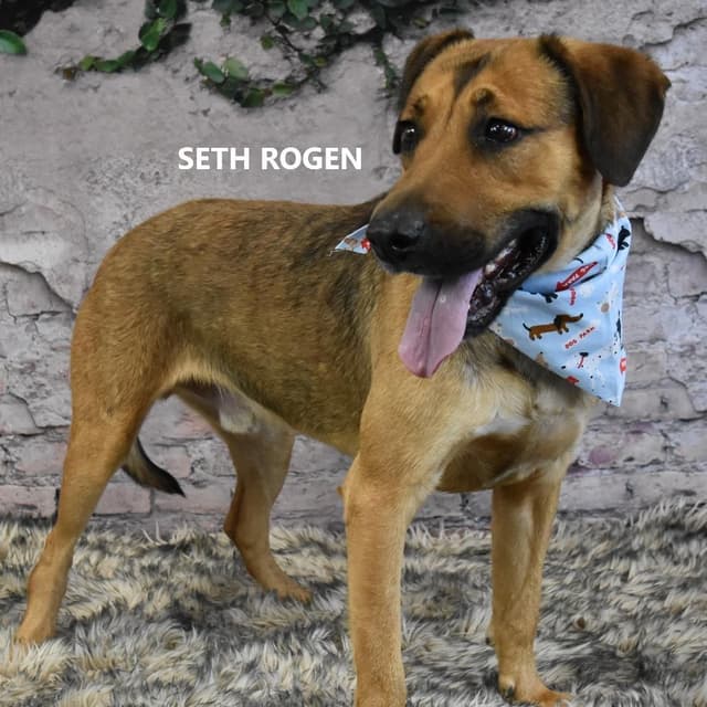 Seth Rogen media 2