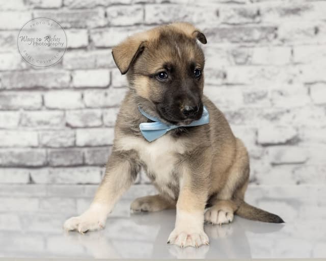 Fritz - 5 lbs. media 3