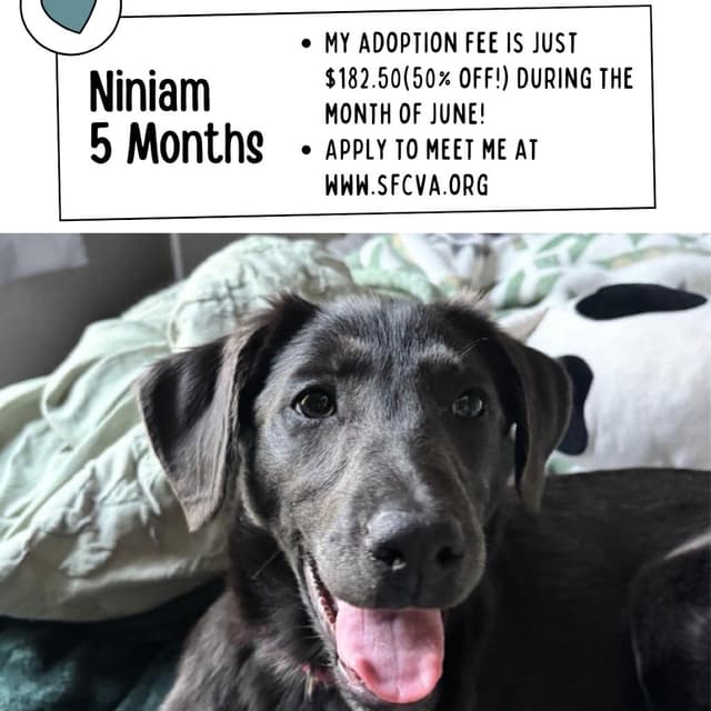 Niniam media 6