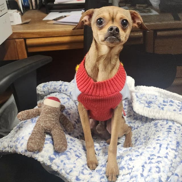 Tito (Buddy) media 3
