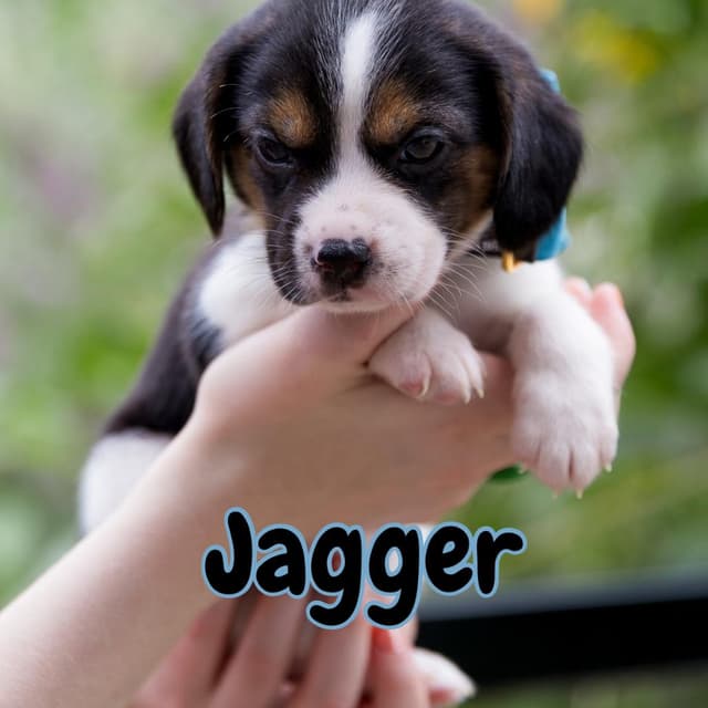Jagger media 6