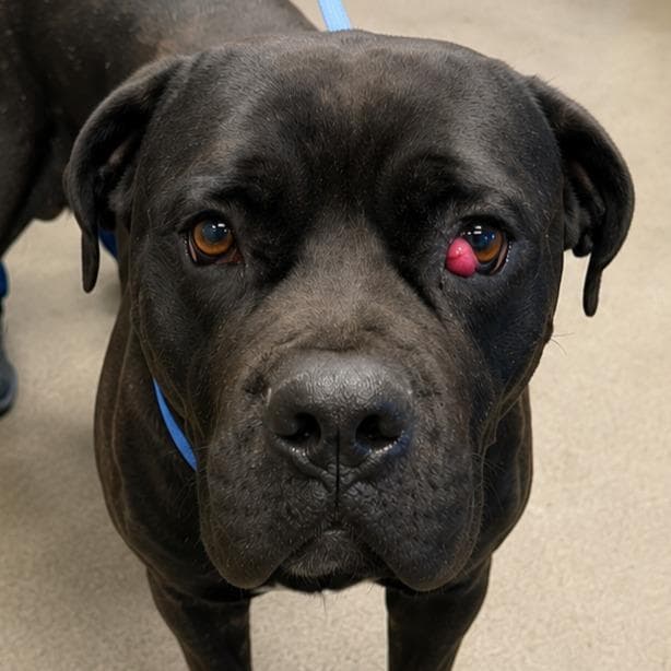 Bubbie - (Courtesy Post) Adopt Me! media 3