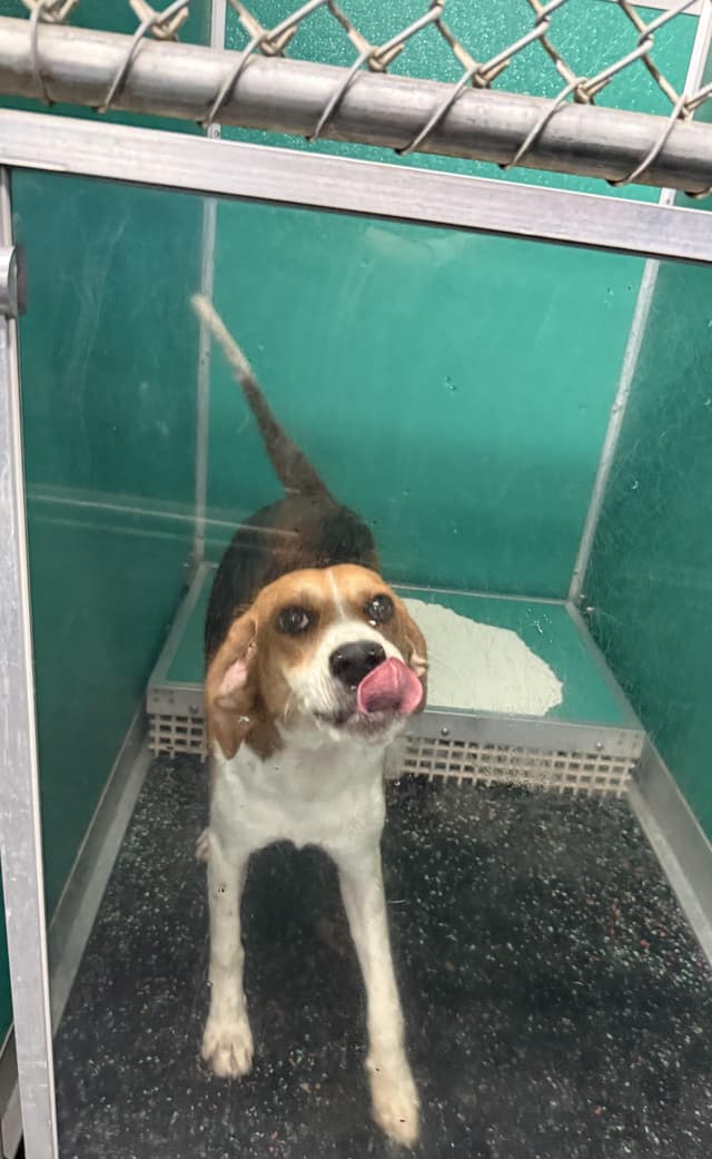 Brynn- Just a smiley little hound girl looking for love. media 3