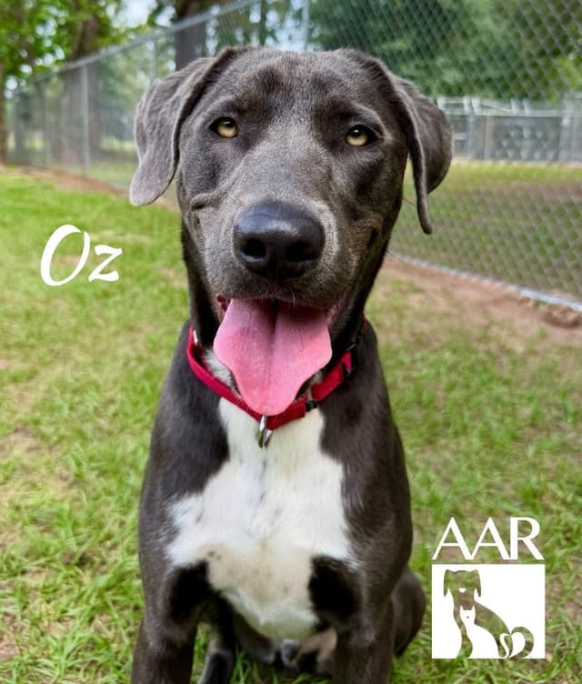 Oz media 6