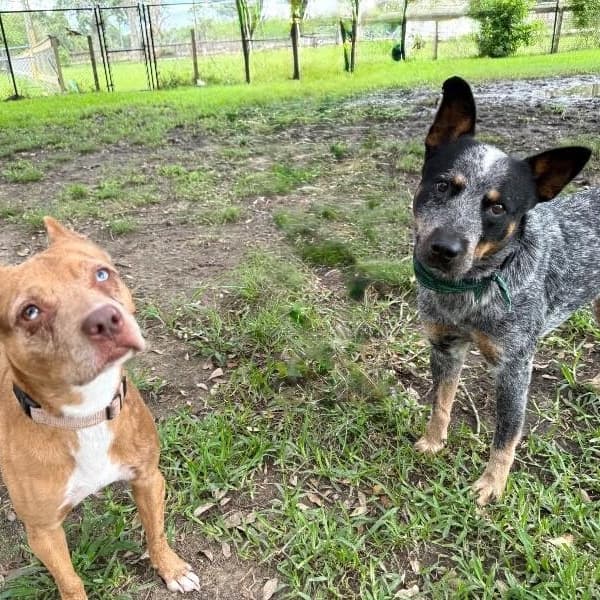 Hercules Heeler Sweetest Lil Guy media 3