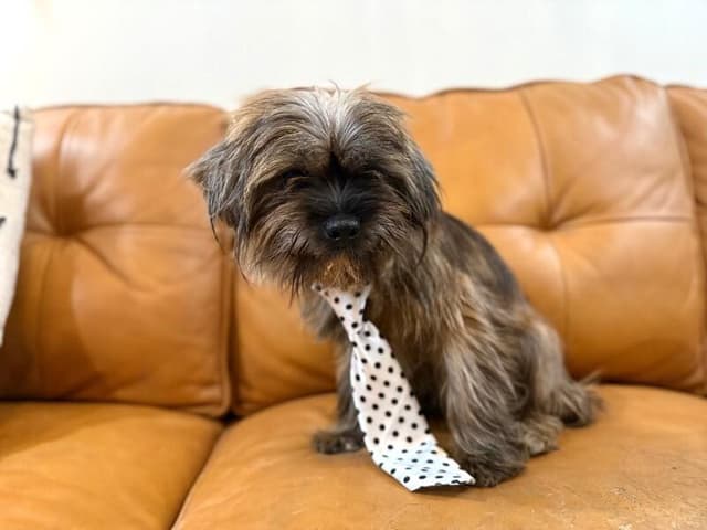 Chewbacca Chewy media 2
