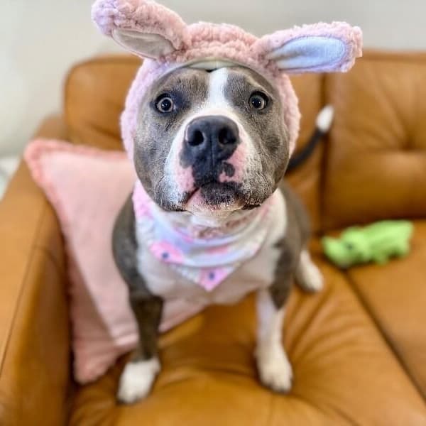 Holly The Best Family Dog media 3