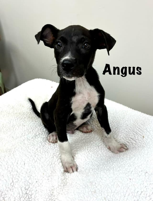 Angus media 2