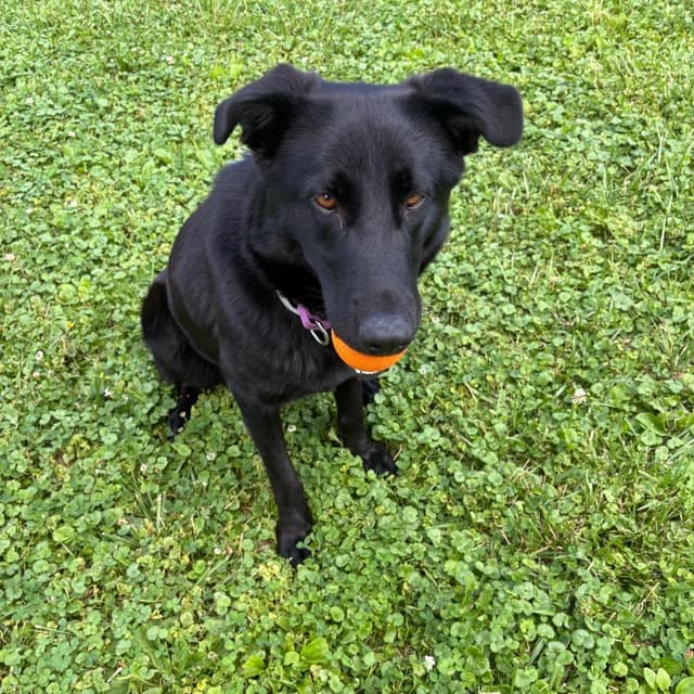 Raven *Adoption Pending* media 6