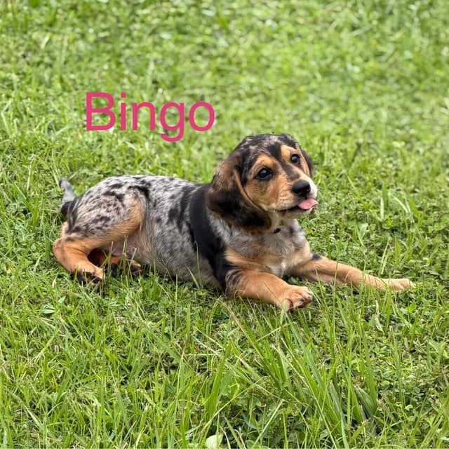 BINGO media 4