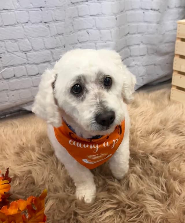 LUNA - available for adoption media 4
