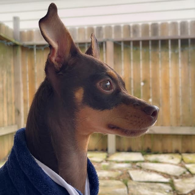 Sebastian media 2