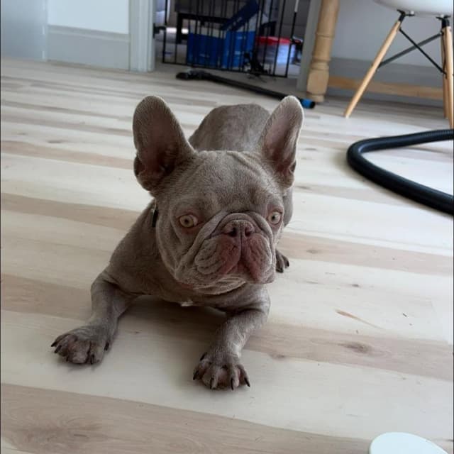 Bella media 4