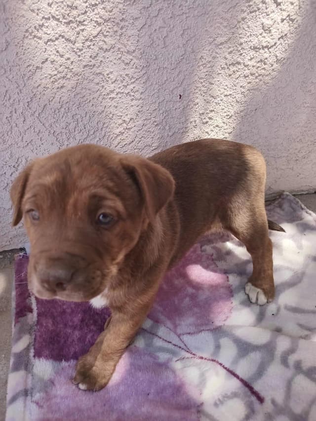 Chato(18) media 2
